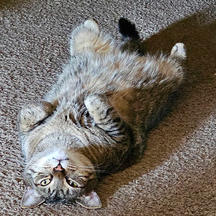 Ollie is registered to the contest to win money with this photo: animal, belly_up, carpet, cat, cozy, curious, cute, domestic, feline, fur, home, indoor, lying_down, paws, pet, relaxed, striped, sunlight, tabby, whiskers