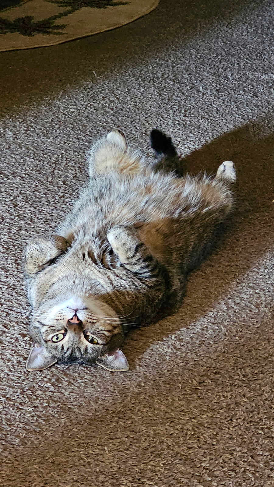 Ollie