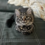 Crüe joined the competition — help win amazing prizes! cat, kitten, tabby, pet, indoor, collar, bell, curious, animal, feline, whiskers, closeup, portrait, young, cute, soft, cozy, blanket, cushion, domestic