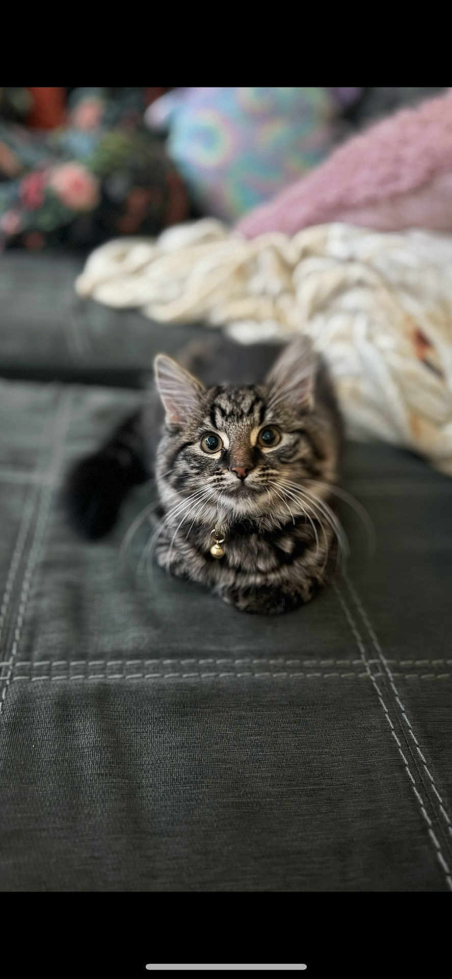 Crüe joined the competition — help win amazing prizes! cat, kitten, tabby, pet, indoor, collar, bell, curious, animal, feline, whiskers, closeup, portrait, young, cute, soft, cozy, blanket, cushion, domestic