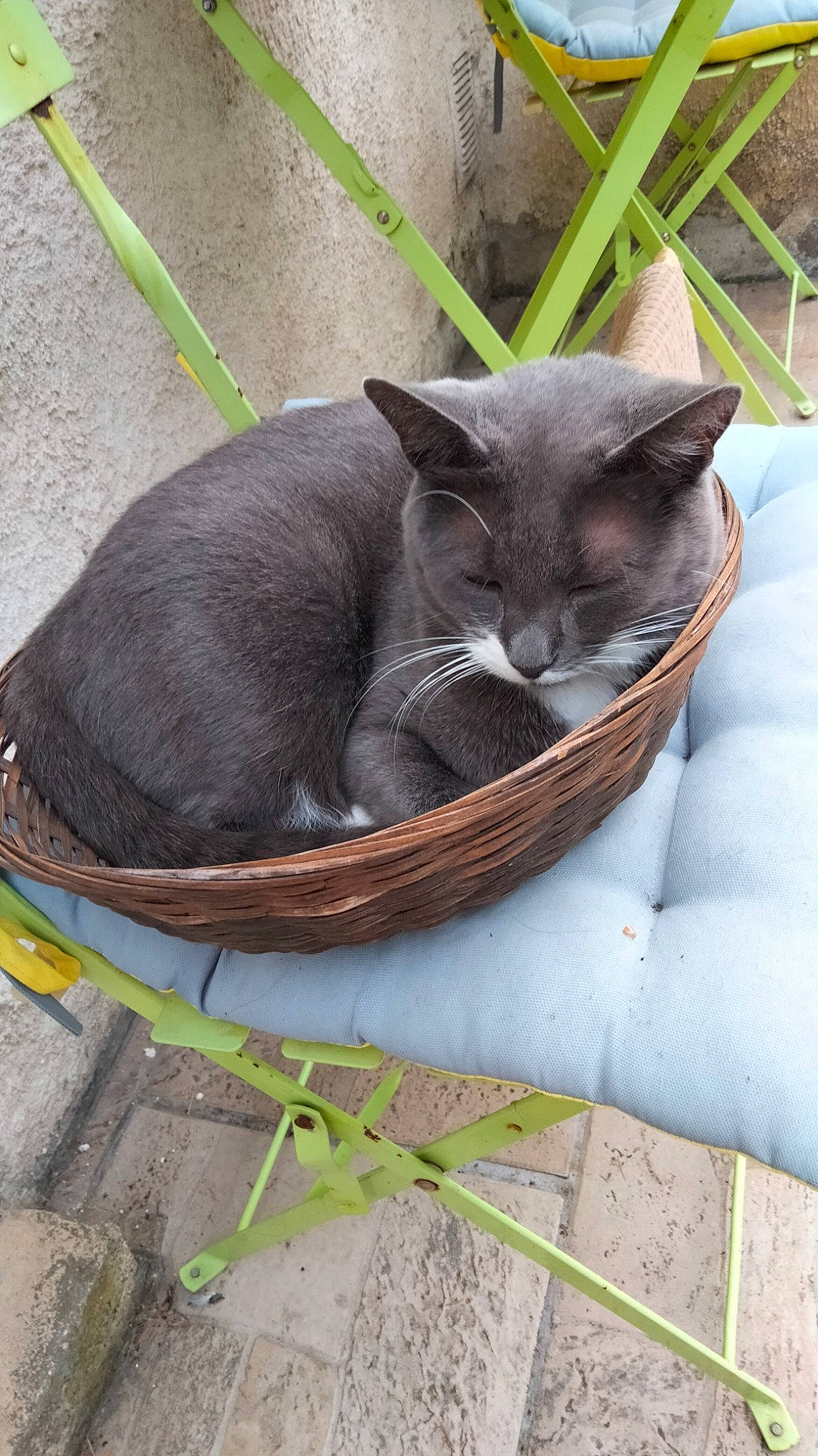 Sushi a rejoint le concours — aidez-le/la à gagner de superbes lots ! basket, carnivore, cat, cat_supply, comfort, domestic_short_haired_cat, fawn, felidae, fur, grass, outdoor_furniture, pet_supply, plant, sitting, small_to_medium_sized_cats, snout, tail, terrestrial_animal, whiskers, wood