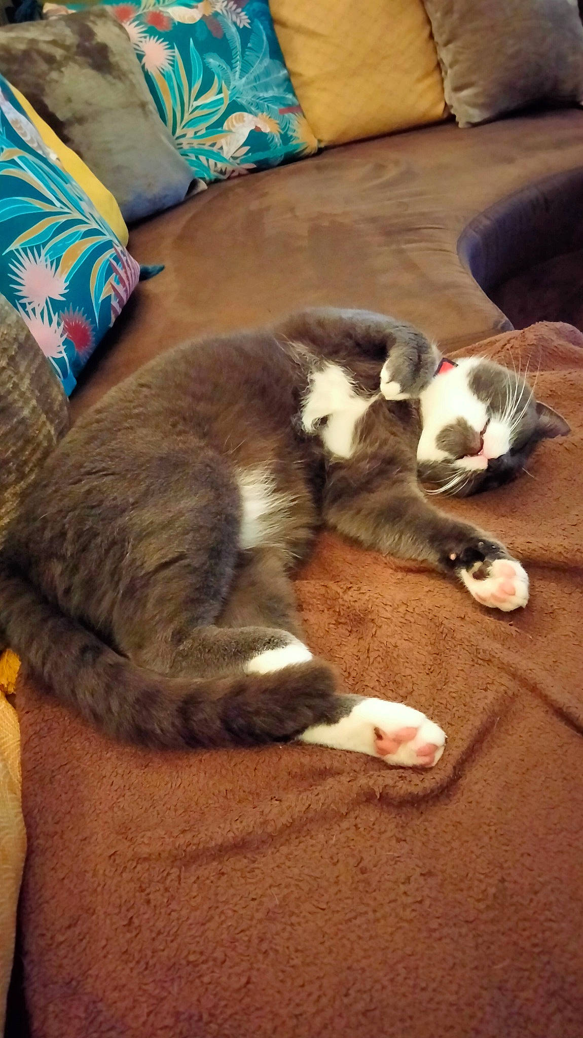 Sushi a rejoint le concours — aidez-le/la à gagner de superbes lots ! carnivore, cat, comfort, companion_dog, couch, dog_breed, domestic_short_haired_cat, fawn, felidae, flooring, fur, hardwood, human_leg, lap, paw, small_to_medium_sized_cats, sporting_group, tail, whiskers, wood