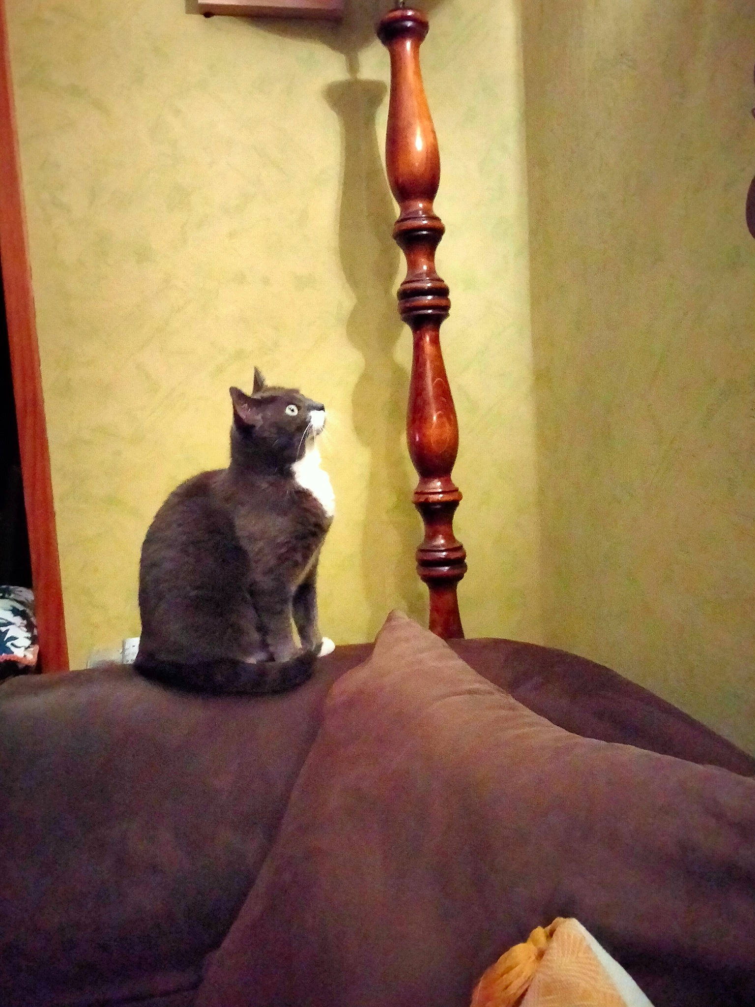 Sushi a rejoint le concours — aidez-le/la à gagner de superbes lots ! brown, carnivore, cat, comfort, domestic_short_haired_cat, felidae, floor, flooring, fur, grey, hardwood, human_leg, metal, plant, room, small_to_medium_sized_cats, tail, tints_and_shades, whiskers, wood