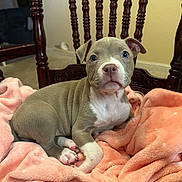 Melody joined the competition — help win amazing prizes! puppy, dog, blanket, chair, wooden_chair, pet, cute, indoor, fur, young, animal, comfort, relaxing, soft_texture, home, portrait, brown, white, pink, cozy