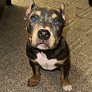 Freddy joined the competition — help win amazing prizes! puppy, dog, carpet, indoor, pet, ears, nose, fur, brown, black, white, animal, cute, sitting, looking_up, young, domestic, companion, mammal, adorable