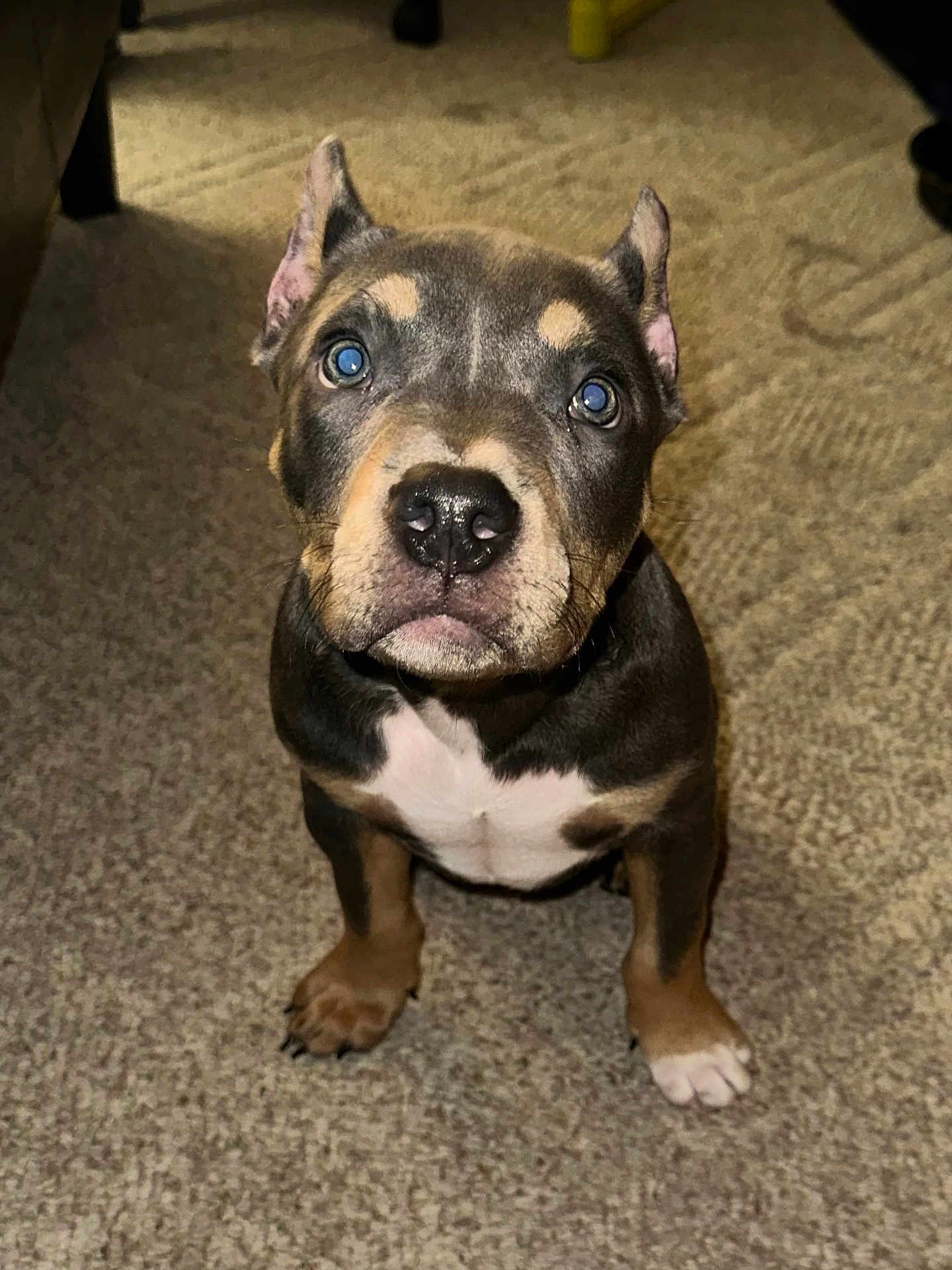 Freddy joined the competition — help win amazing prizes! puppy, dog, carpet, indoor, pet, ears, nose, fur, brown, black, white, animal, cute, sitting, looking_up, young, domestic, companion, mammal, adorable