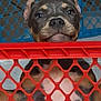 animal, black, brown, closeup, curious, cute, dog, ears, expression, eyes, face, indoor, mesh_background, pet, plastic, playful, puppy, red_barrier, white, young