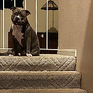 Zues is registered to the contest to win money with this photo: animal, brown, carpet, cozy, dog, domestic, home, household, indoor, lamp, lighting, looking, pet, portrait, railing, relaxed, sitting, stairs, wall, white