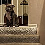 animal, brown, carpet, cozy, dog, domestic, home, household, indoor, lamp, lighting, looking, pet, portrait, railing, relaxed, sitting, stairs, wall, white