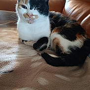 Jaya a rejoint le concours — aidez-le/la à gagner de superbes lots ! abyssinian, animal, architecture, armchair, building, cat, chair, couch, furniture, hardwood, homedecor, indoors, kitten, livingroom, manx, pet, room, siamese, wood