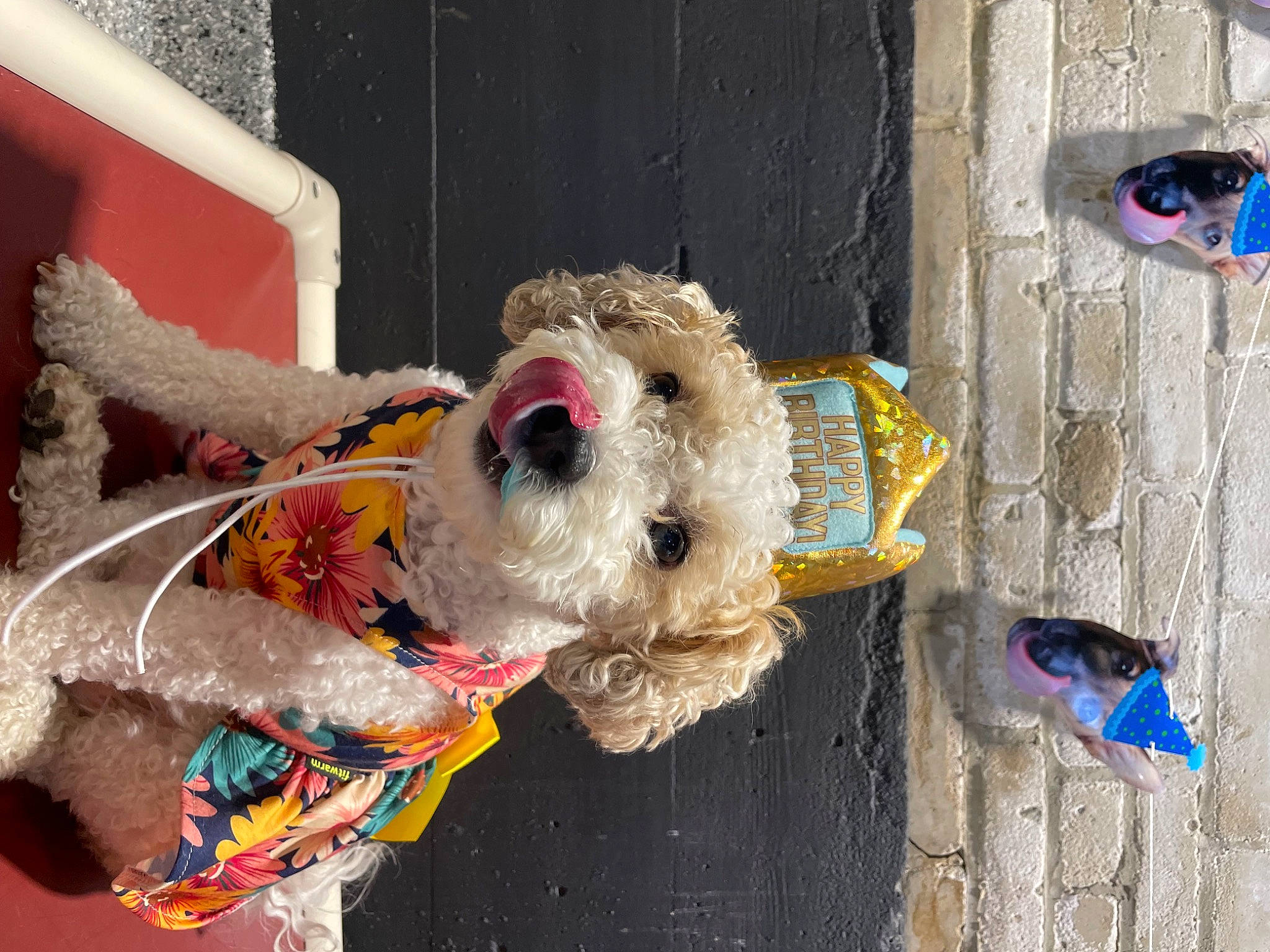 Lilly joined the competition — help win amazing prizes! blue, canidae, carnivore, collar, companion_dog, dog, dog_breed, dog_clothes, dog_supply, electric_blue, event, fawn, fur, pet_supply, plush, snout, sporting_group, stuffed_toy, toy, working_animal