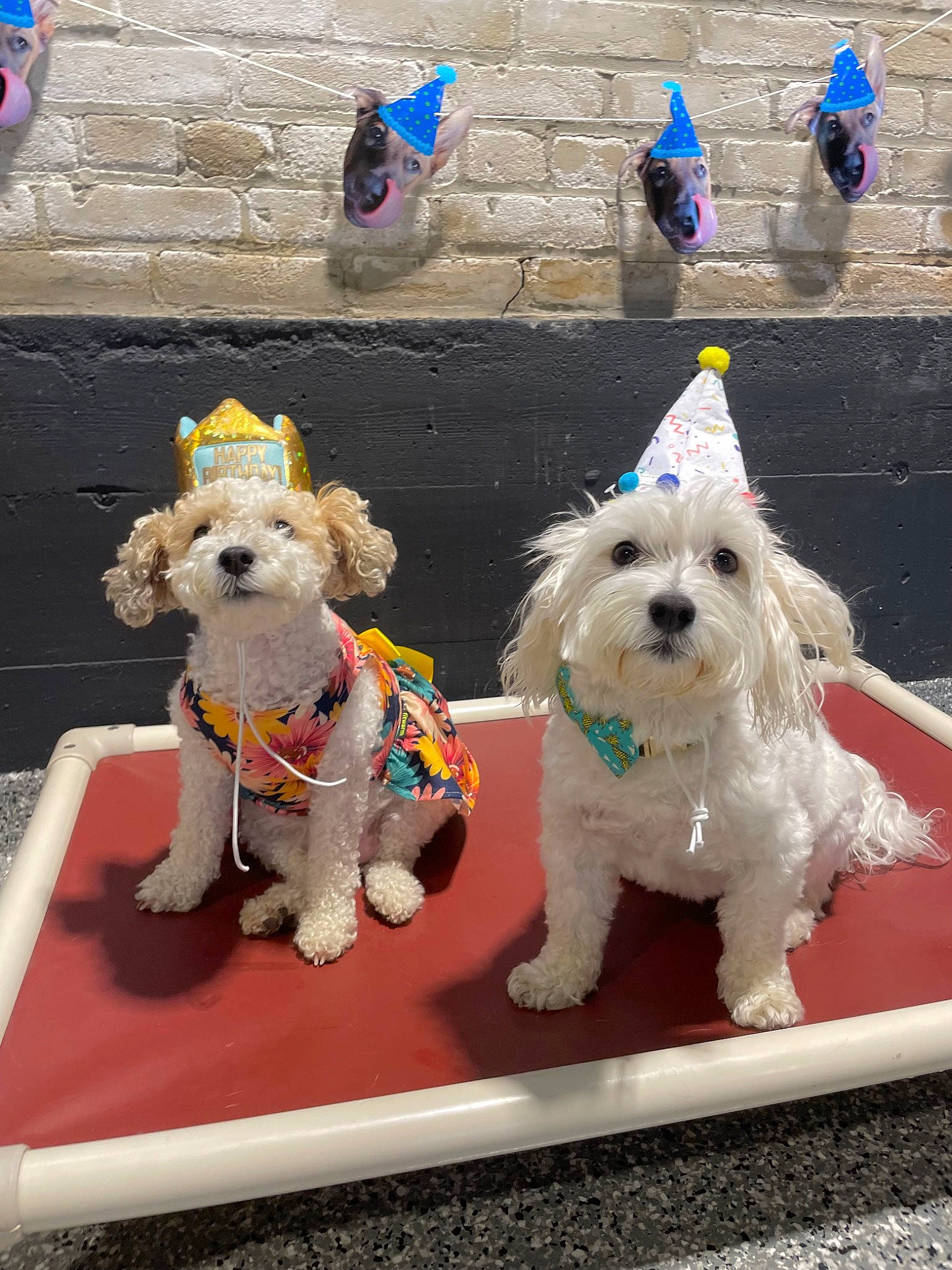 Lilly is registered to the contest to win money with this photo: blue, canidae, carnivore, collar, companion_dog, dog, dog_breed, dog_clothes, dog_collar, dog_supply, electric_blue, fashion_accessory, fawn, leash, pet_supply, small_terrier, sporting_group, stuffed_toy, terrier, toy_dog