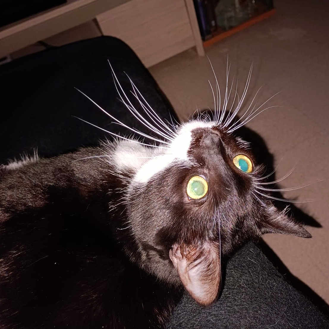 Donuts participe au concours pour gagner de l'argent avec cette photo : abyssinian, animal, blackcat, bodypart, cat, chair, couch, egyptiancat, furniture, kitten, manx, mouth, person, pet, plant, pottedplant, sleeping