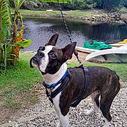 Gibson is registered to the contest to win money with this photo: dog, boston_terrier, pet, animal, portrait, outdoor, pond, lake, water, paddle_boat, banana_tree, tropical, grass, gravel, leash, harness, black_and_white, brindle, standing, nature