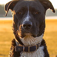 Roxie joined the competition — help win amazing prizes! dog, black_and_white, wet_fur, collar, tag, outdoor, field, sunlight, golden_hour, portrait, animal, pet, serious_expression, close_up, mammal, nature, canine, fur, ears, nose