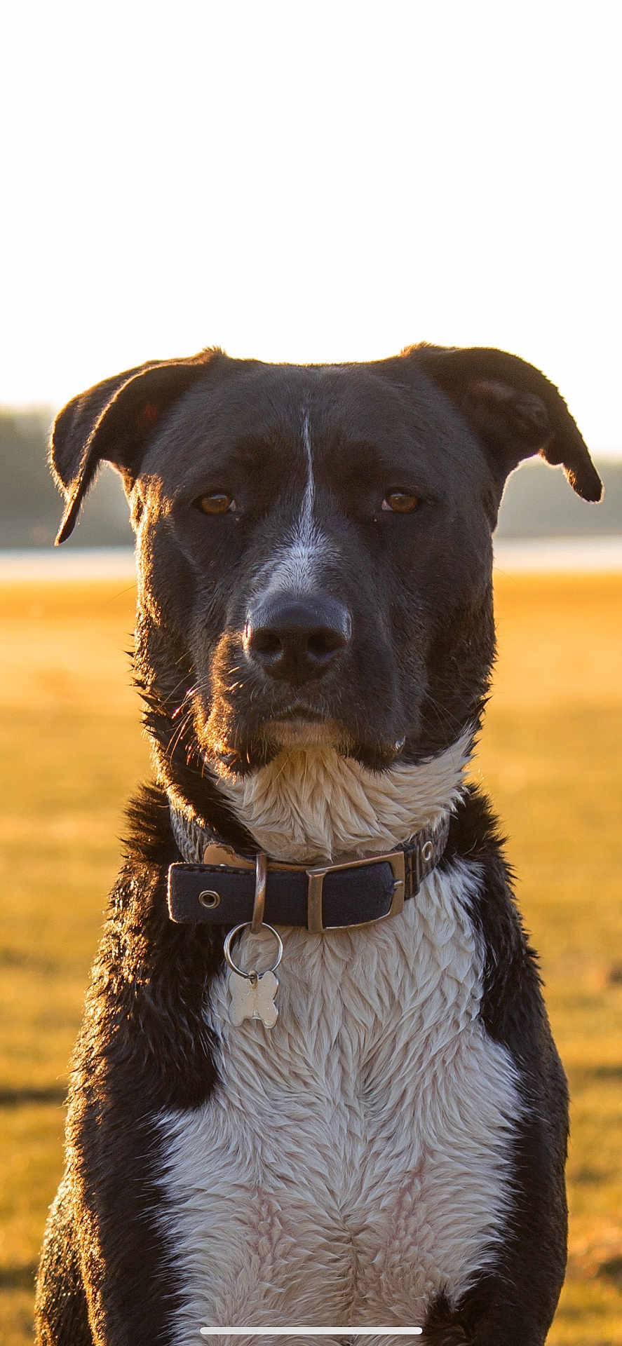 Roxie joined the competition — help win amazing prizes! dog, black_and_white, wet_fur, collar, tag, outdoor, field, sunlight, golden_hour, portrait, animal, pet, serious_expression, close_up, mammal, nature, canine, fur, ears, nose
