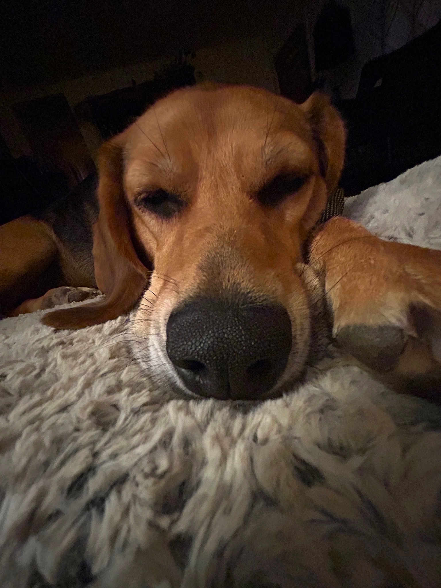 Koda