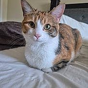 Maple joined the competition — help win amazing prizes! cat, calico, pet, animal, feline, bed, indoor, whiskers, fur, ears, eyes, resting, cute, domestic, cozy, portrait, looking, soft, white, brown