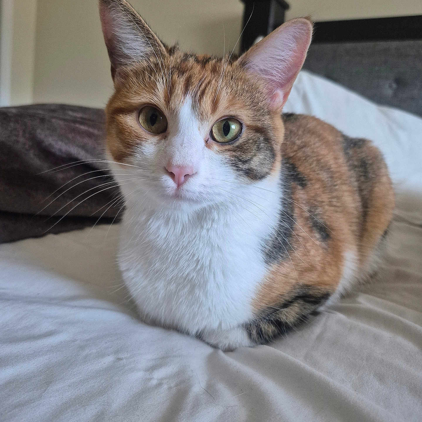 Maple joined the competition — help win amazing prizes! cat, calico, pet, animal, feline, bed, indoor, whiskers, fur, ears, eyes, resting, cute, domestic, cozy, portrait, looking, soft, white, brown