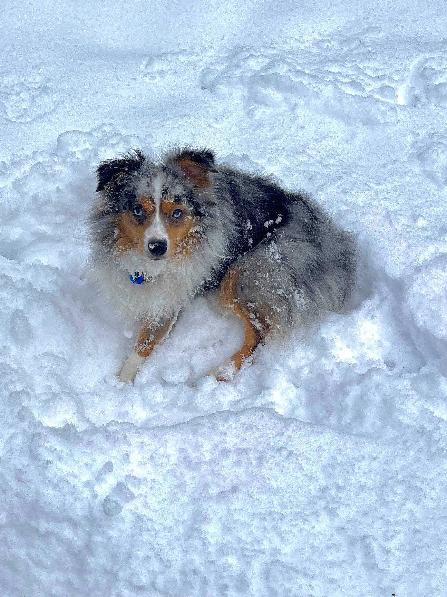 Georgie is registered to the contest to win money with this photo: border_collie, canidae, carnivore, collie, companion_dog, dog, dog_breed, freezing, fur, herding_dog, recreation, shetland_sheepdog, snow, sporting_group, winter, working_dog