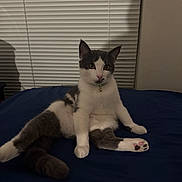 Fin is registered to the contest to win money with this photo: alert, animal, bed, bell, blinds, blue_bedspread, cat, collar, cozy, feline, gray_fur, indoor, paw, pet, pink_paw, relaxed, shadow, sitting, wall, white_fur