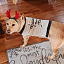 animal, canine, christmas, costume, cute, decor, dog, domestic_animal, festive, flooring, holiday, holiday_season, home, indoors, pet, reindeer_antlers, rug, sweater, winter, wood_floor