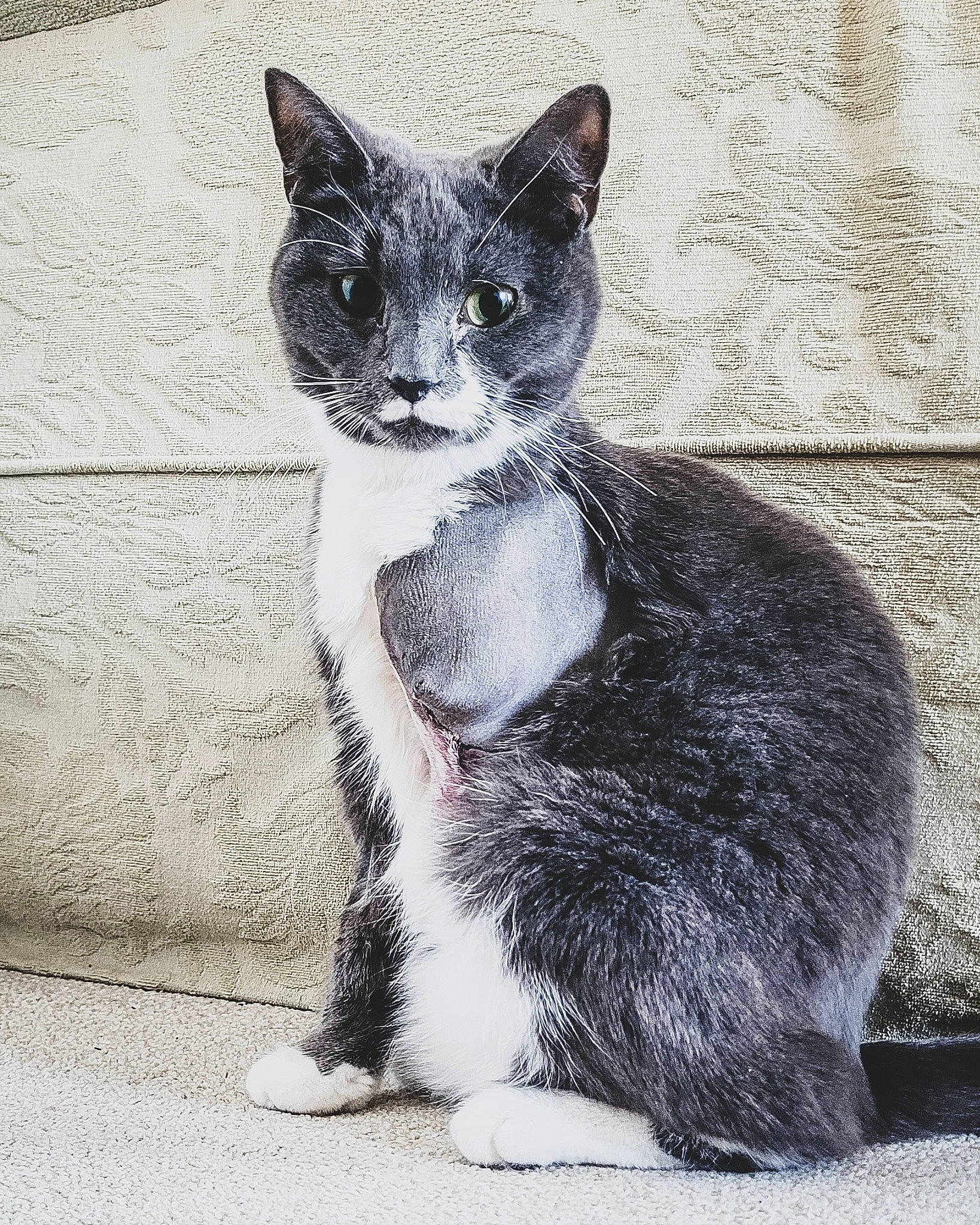 Lilo is registered to the contest to win money with this photo: art, black_cat, carnivore, cat, claw, domestic_short_haired_cat, felidae, fur, grey, monochrome, monochrome_photography, paw, photo_caption, sitting, small_to_medium_sized_cats, snout, tail, terrestrial_animal, whiskers, window