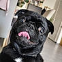 Chandler a rejoint le concours — aidez-le/la à gagner de superbes lots ! dog, pug, black_dog, tongue, funny_face, pet, indoor, close_up, expression, animal, cute, houseplant, furniture, collar, floor, home, playful, companion, mischievous, portrait