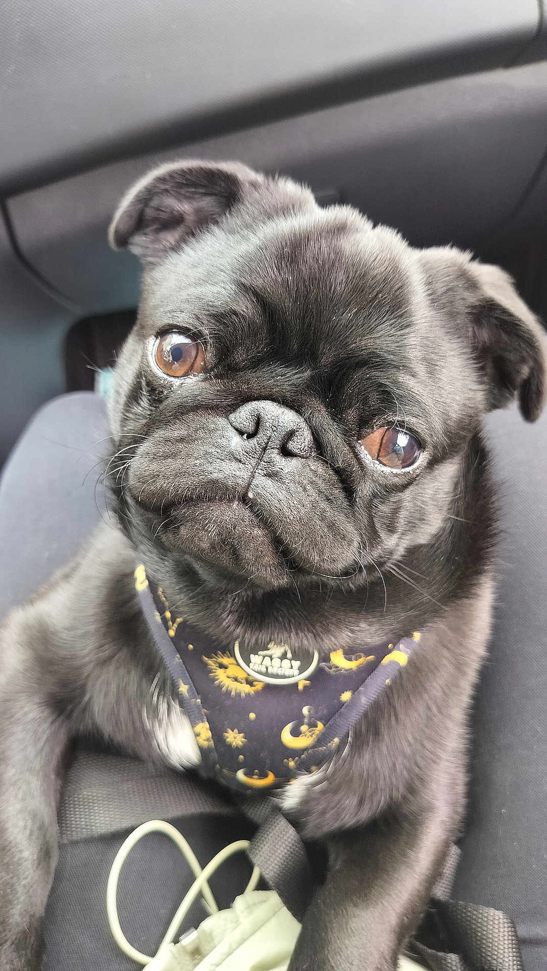 Chandler participe au concours pour gagner de l'argent avec cette photo : dog, pug, pet, black_dog, close_up, harness, brown_eyes, wrinkled_face, cute, animal, indoor, car_interior, seatbelt, leash, portrait, furry, companion, looking_away, sitting, small_dog