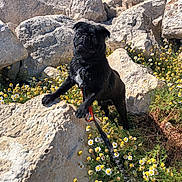 Chandler participe au concours pour gagner de l'argent avec cette photo : dog, pug, black_dog, rocks, flowers, leash, outdoor, nature, sea, shoreline, sunlight, daylight, wildflowers, curious, pet, animal, landscape, plants, summer, water