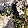 dog, pug, black_dog, rocks, flowers, leash, outdoor, nature, sea, shoreline, sunlight, daylight, wildflowers, curious, pet, animal, landscape, plants, summer, water
