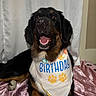 Leia is registered to the contest to win money with this photo: dog, birthday, bandana, black_fur, brown_fur, white_fur, paw_prints, pet, happy, indoor, curtain, blanket, celebration, animal, canine, smiling, portrait, fur, cute, sitting