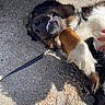 Leia joined the competition — help win amazing prizes! dog, playful, smiling, teeth, paw, leash, gravel, shoe, hand, nails, petting, outdoor, sunlight, shadow, fur, collar, black_fur, brown_fur, white_fur, closeup