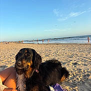 Leia is registered to the contest to win money with this photo: dog, beach, sand, ocean, waves, person, blanket, sunlight, sky, outdoor, relaxing, paw, colorful, summer, vacation, nature, animal, pet, water, clouds