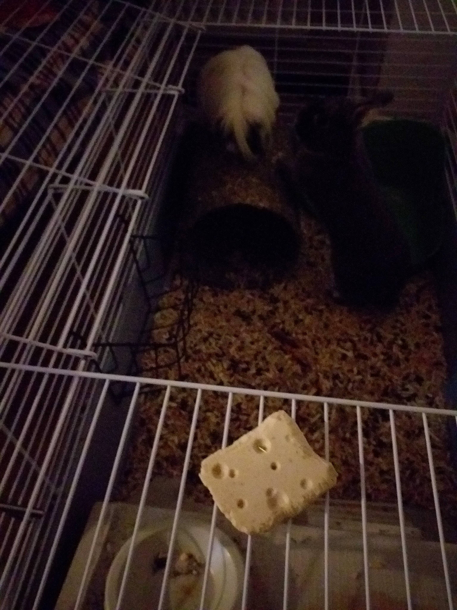 Pinou a rejoint le concours — aidez-le/la à gagner de superbes lots ! animal_shelter, cage, canidae, degu, gerbil, hamster, muridae, muroidea, rat, rodent