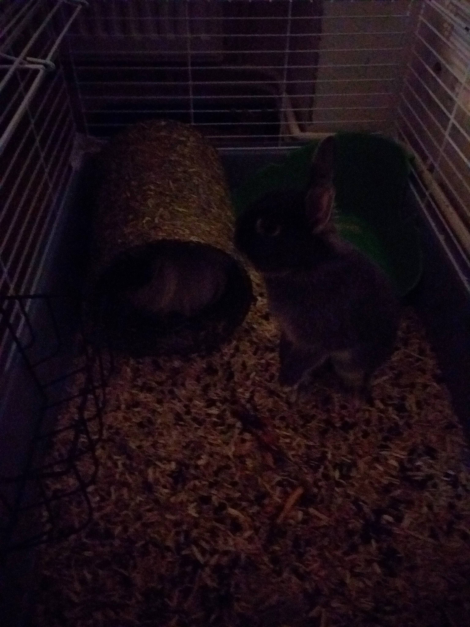 Pinou a rejoint le concours — aidez-le/la à gagner de superbes lots ! cage, chinchilla, degu, domestic_rabbit, fawn, gerbil, guinea_pig, hamster, night, rabbit, rabbits_and_hares, rodent