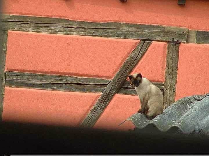 Les Minoux a rejoint le concours — aidez-le/la à gagner de superbes lots ! carnivore, cat, felidae, fur, macaque, paw, primate, small_to_medium_sized_cats, snout, tail, terrestrial_animal, whiskers