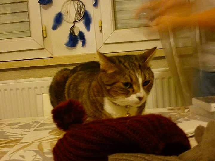 Les Minoux a rejoint le concours — aidez-le/la à gagner de superbes lots ! carnivore, cat, domestic_short_haired_cat, felidae, fur, home, small_to_medium_sized_cats, tail, vertebrate, whiskers