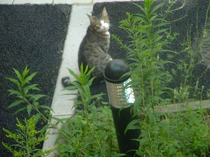 Les Minoux participe au concours pour gagner de l'argent avec cette photo : carnivore, cat, domestic_short_haired_cat, felidae, herb, organism, plant_community, plant_stem, shrub, small_to_medium_sized_cats, subshrub, tail, terrestrial_plant, whiskers