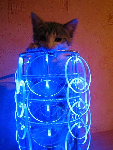 Les Minoux participe au concours pour gagner de l'argent avec cette photo : blue, carnivore, cat, cat_supply, cat_toy, cobalt_blue, domestic_short_haired_cat, electric_blue, felidae, kitten, majorelle_blue, neon, pet_supply, small_to_medium_sized_cats, whiskers