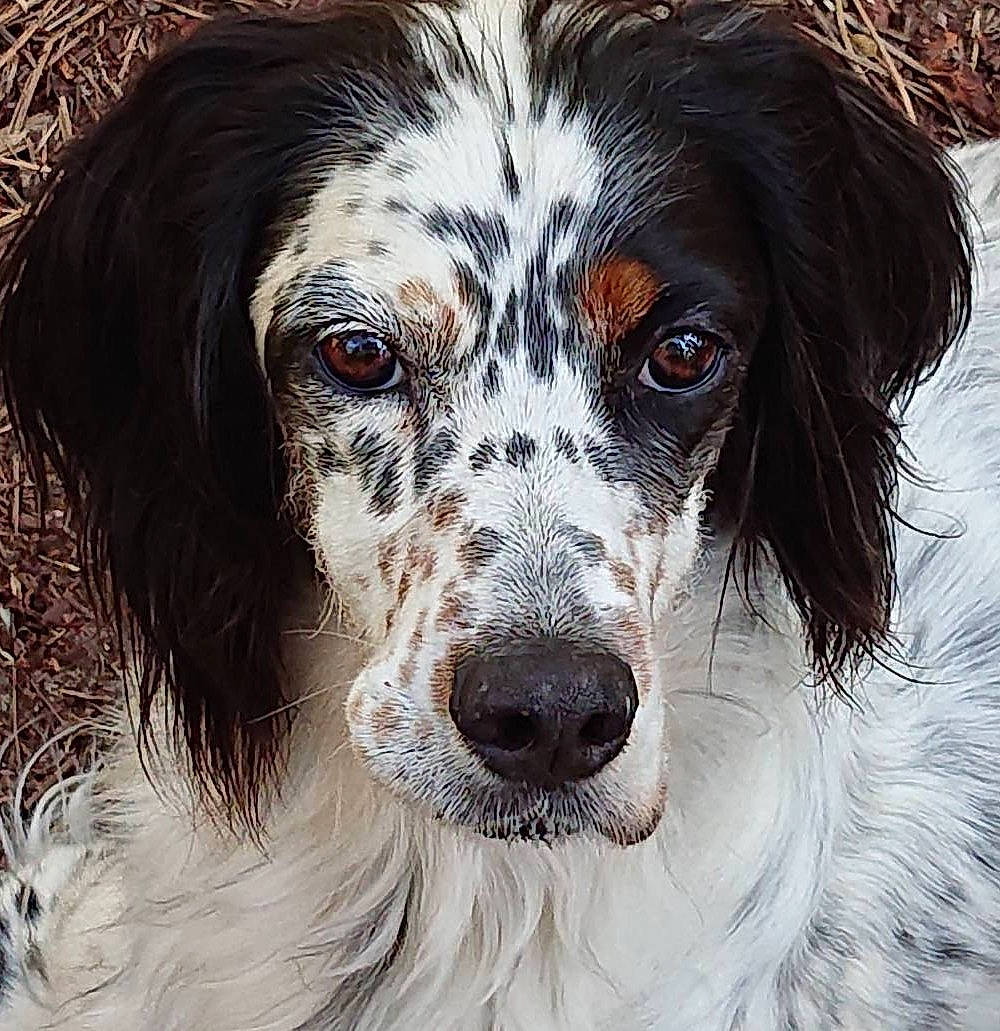 Hippy a rejoint le concours — aidez-le/la à gagner de superbes lots ! art, canidae, carnivore, close_up, companion_dog, dog, dog_breed, fur, gun_dog, liver, snout, sporting_group, whiskers, working_animal