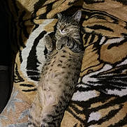 Aurora is registered to the contest to win money with this photo: cat, tabby_cat, sleeping, lying_down, belly_up, feline, pet, striped, fur, whiskers, closed_eyes, relaxed, cozy, blanket, tiger_pattern, indoor, cute, animal, resting, comfort