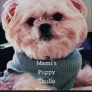 Ozzie is registered to the contest to win money with this photo: animal, black_nose, close_up, cute, dark_eyes, dog, fluffy, front_facing, indoor, knitted_clothing, pet, phone_screenshot, pink_fur, portrait, puppy, sitting, small_dog, sweater, text_overlay, white_fur