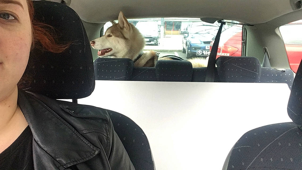 Ghost is registered to the contest to win money with this photo: auto_part, canidae, car, car_seat, car_seat_cover, companion_dog, driving, family_car, head_restraint, passenger, seat_belt, vehicle, vehicle_door