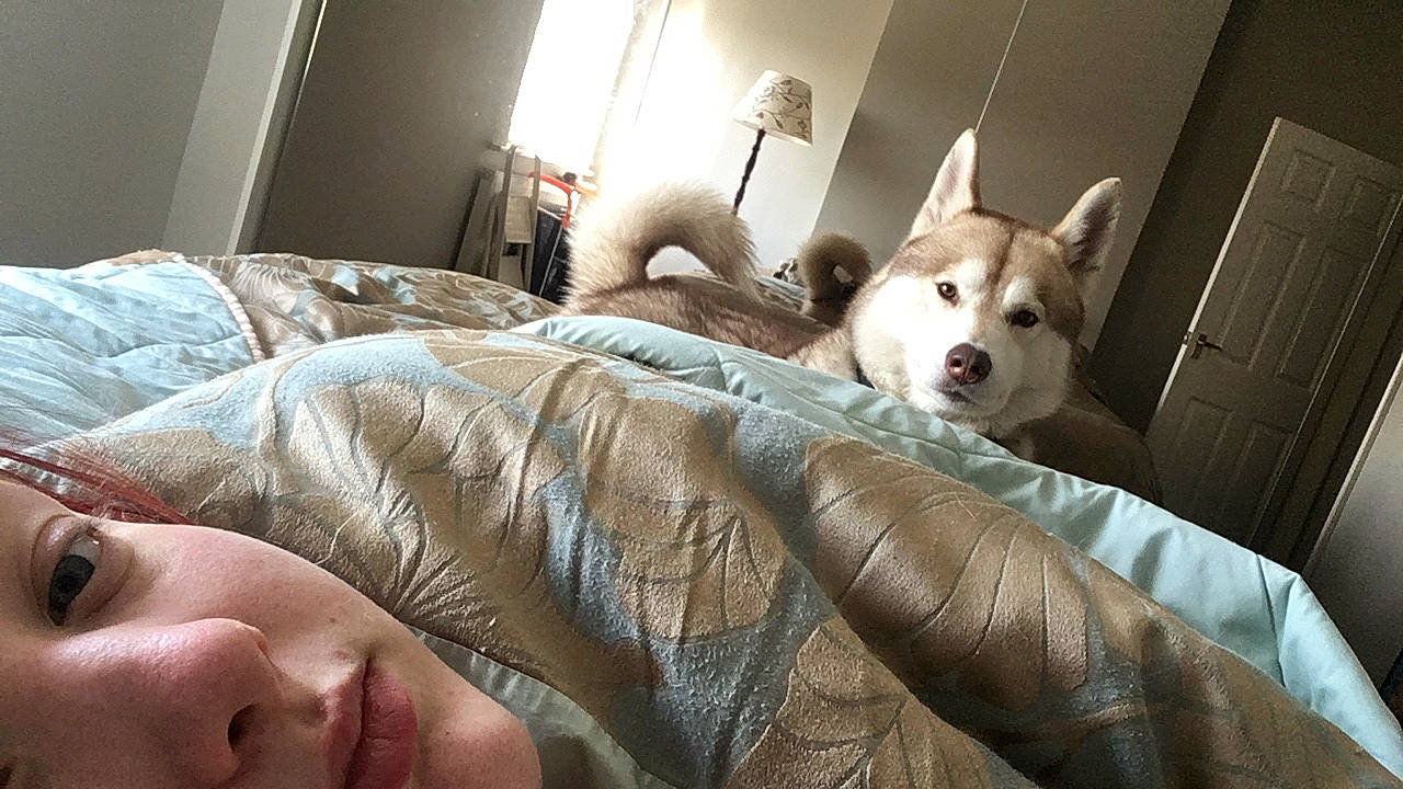 Ghost is registered to the contest to win money with this photo: canidae, carnivore, companion_dog, dog, dog_breed, ear, jaw, mammal, nap, pembroke_welsh_corgi, siberian_husky, welsh_corgi, wolfdog