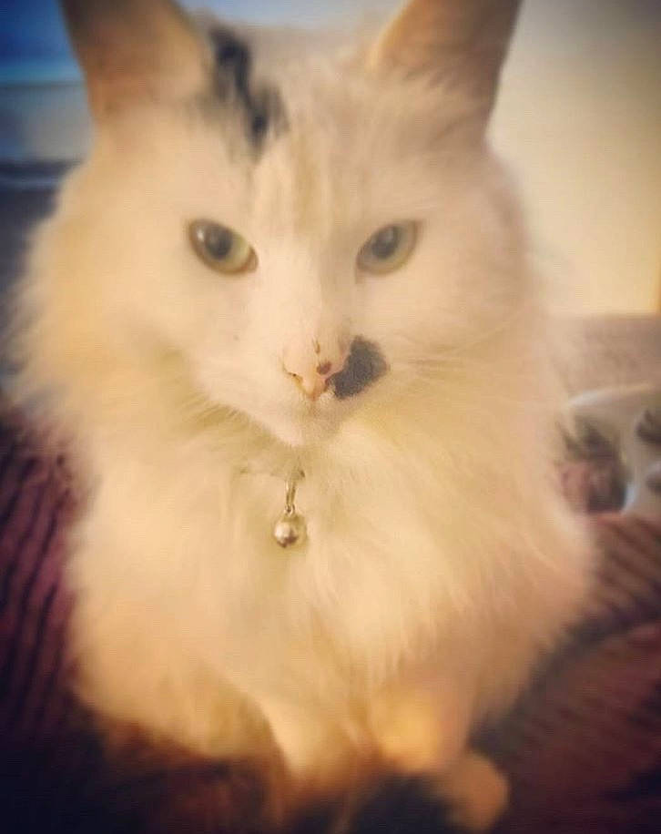 Sylvia joined the competition — help win amazing prizes! aegean_cat, asian_semi_longhair, burmilla, carnivore, cat, domestic_long_haired_cat, ear, eye, felidae, fur, kitten, mammal, ragdoll, sky, small_to_medium_sized_cats, turkish_angora, turkish_van, vertebrate, whiskers
