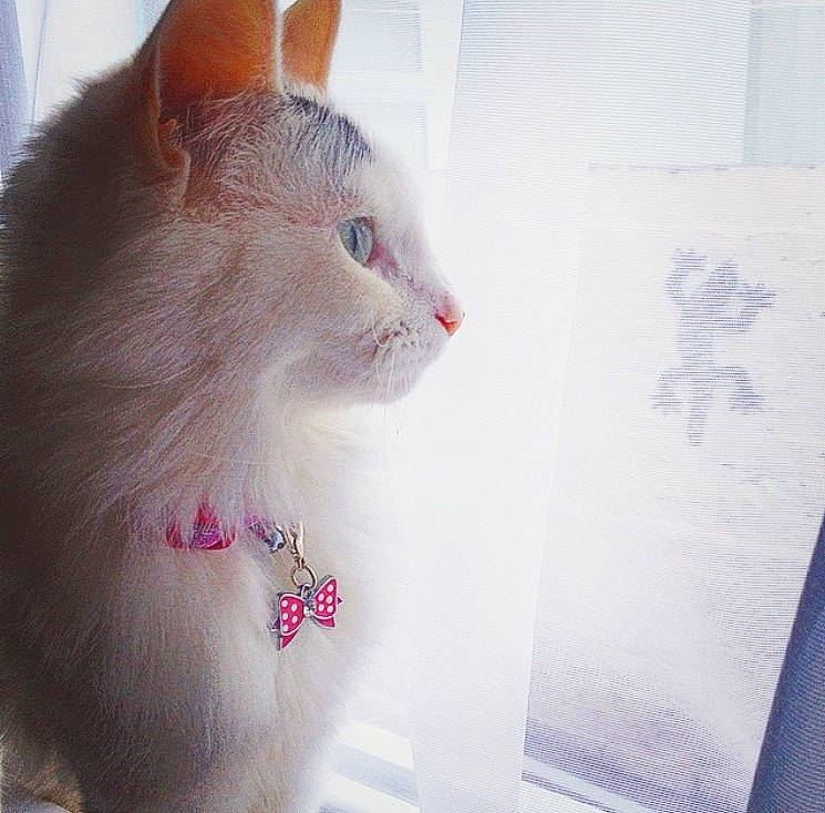 Sylvia is registered to the contest to win money with this photo: carnivore, cat, domestic_short_haired_cat, ear, felidae, fur, kitten, nose, pink, small_to_medium_sized_cats, tail, turkish_angora, turkish_van, whiskers, white