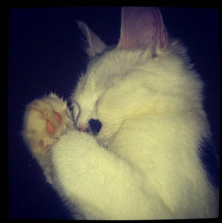 Sylvia is registered to the contest to win money with this photo: carnivore, cat, claw, cloud, ear, felidae, fur, kitten, meteorological_phenomenon, nose, paw, ragdoll, sky, small_to_medium_sized_cats, tail, whiskers