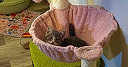 Tulip is registered to the contest to win money with this photo: kitten, cat, cat_tree, pet_furniture, scratching_post, pink, green, indoor, home, living_space, pet_bed, flower_shape, plush, rope, wide_eyed, sitting, relaxed, litter_box, food_bowl, wood_floor