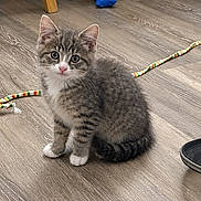 Tulip joined the competition — help win amazing prizes! cat, kitten, tabby, gray_fur, white_chest, blue_eyes, sitting, indoors, floor, wood_floor, pet, animal, cute, portrait, looking_at_camera, whiskers, ears, toys, furniture, household